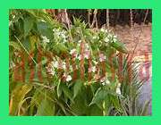 malabar nut